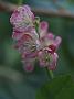 Clethra alnifolia Ruby Spice12